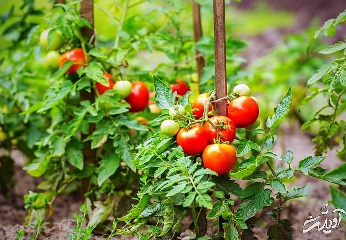 قرار دادن چوب در کنار گیاهان از مراحل کاشت گوجه فرنگی اصول کاشت گوجه فرنگی
